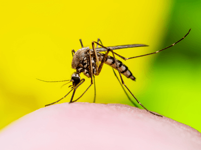 About Accokeek Wasp Nest Removal - wasp nest removal experts in Accokeek
